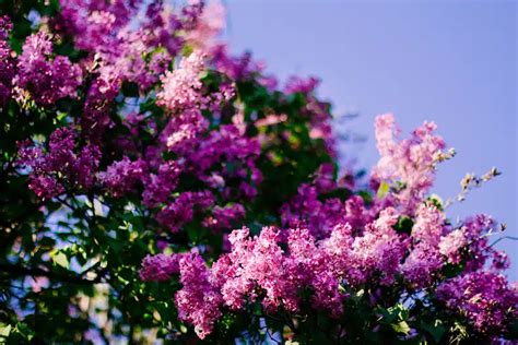 How To Grow A Lilac Bush Plant Care Tips Guide