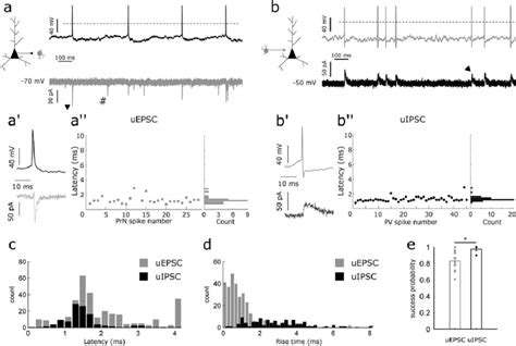 Fig Ure 6 Connectivity Between Principal Neurons And Pv Interneurons In