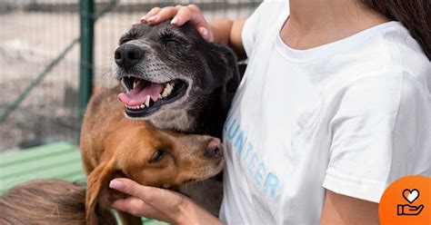 Como ajudar um cão abandonado Cão Nosso