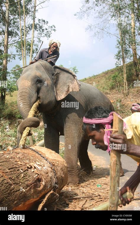 Cornaca Indio Y El Elefante De Trabajo Dedicadas A La Tala En El Distrito De Idukki En El Estado