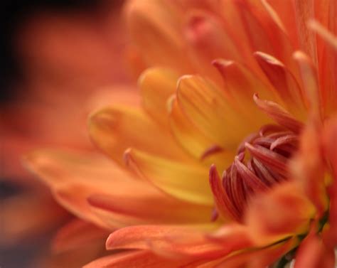 Wallpaper Orange Flower Fire Petals Flora Rust Blossom Flames