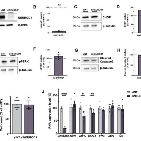 Neurod1 Sirna Silencing Results In Increased Chop And Chronic Er