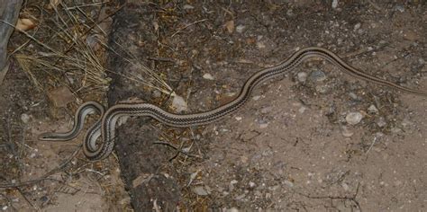 Western Patch Nosed Snake From Pinal County AZ USA On May 12 2017 At