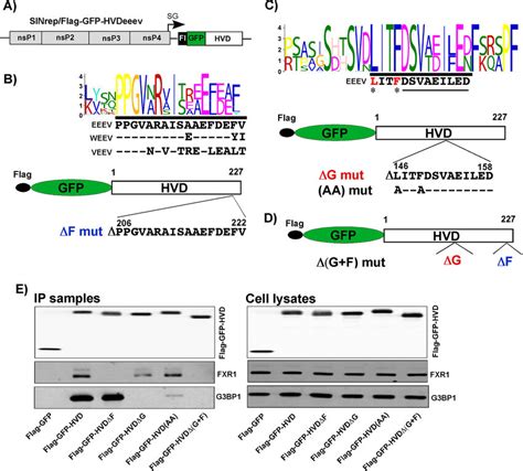 Fxr And G Bp Binding Sites In The Eeev Nsp Hvd A Schematic