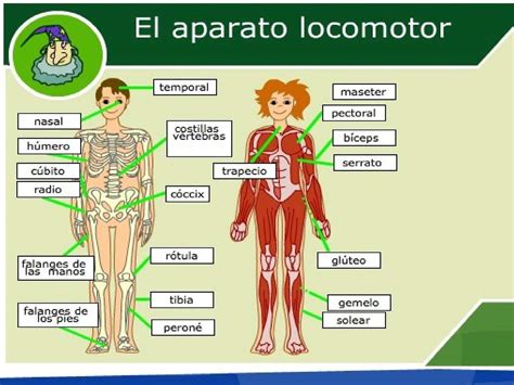 Calam O El Aparato Locomotor Jaouad