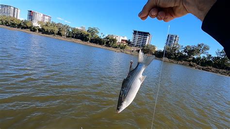 This Bait Saved The Day Urban Fishing And Crabbing Big Threadfin