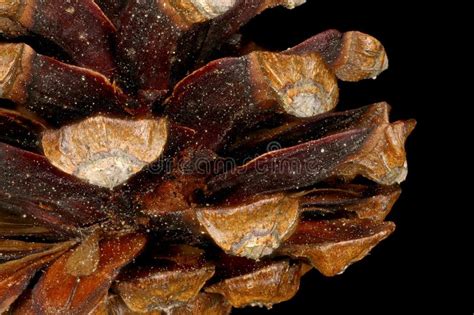 Mountain Pine Pinus Mugo Mature Seed Cone Detail Closeup Stock Image