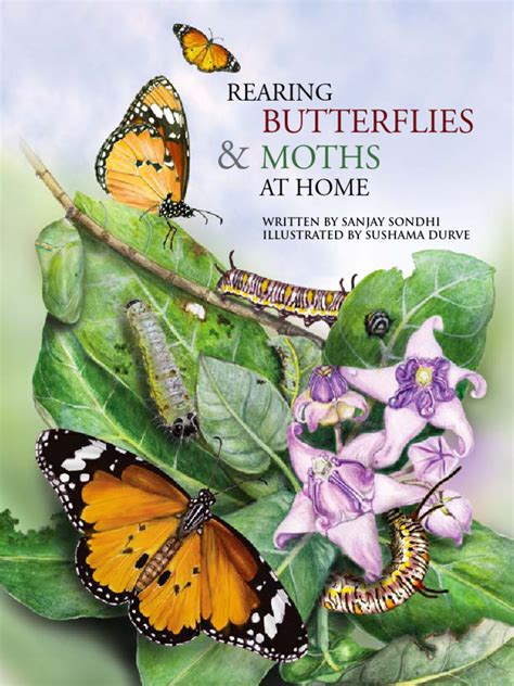 Rearing Butterflies And Moths At Hometitli Trust Pdf Pupa