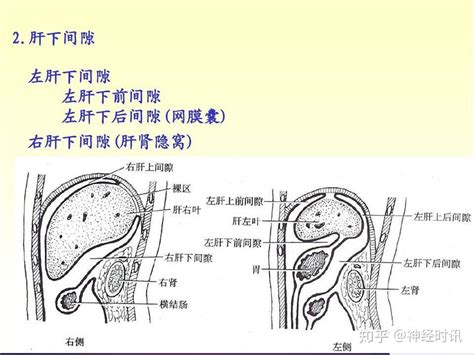 解剖腹膜及腹膜腔经典讲解汇总 知乎