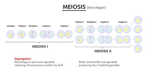 Meiosis I Reductional Cell Division