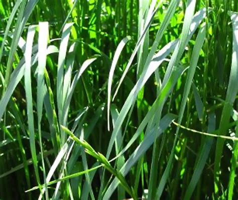 Fescue Tall Kentucky 32 50 Pounds East Texas Seed Company