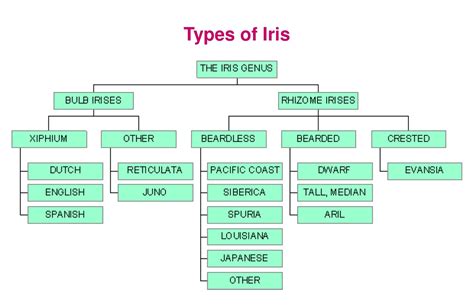 About Iris – NSW Iris Society