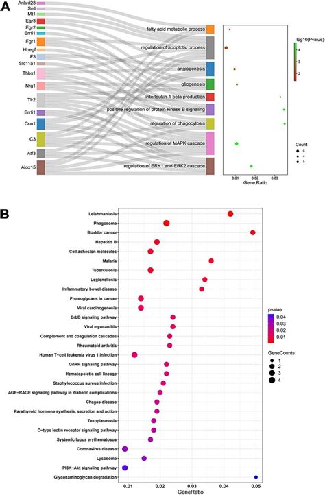 Functional Enrichment Analysis By GO And KEGG A Sankey Diagram Based