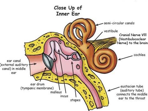 Oval Window Ear Diagram