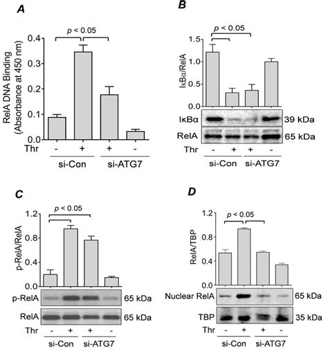 Atg Knockdown Prevents Rela P Nuclear Translocation And Dna Binding