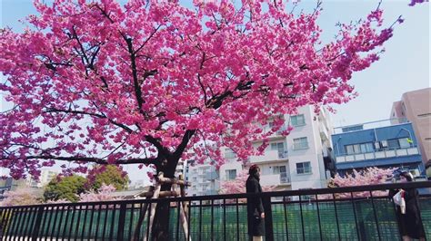 A Walk To Kiba Park In Tokyo To Enjoy Early Cherry Blossom View