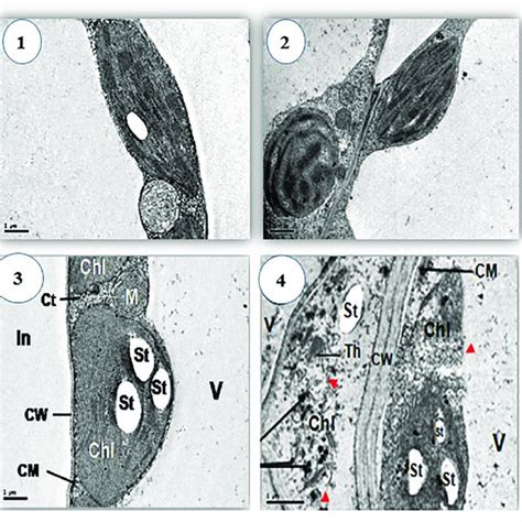 Chloroplast Structure Of Leaf Blade Mesophyll 1 Control Treatment Download Scientific Diagram