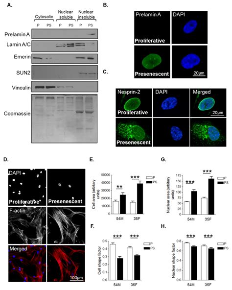 Characterisation Of Morphological Changes During Vascular Smooth Muscle