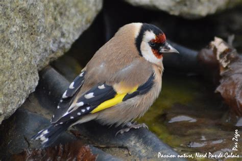 Sortie Ornitho à la découverte des oiseaux des jardins de Condette