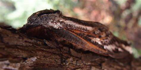 Mating Ghost Moths From Australia Whats That Bug