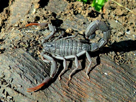 Толстохвостый скорпион (Androctonus crassicauda)