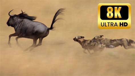 Wildlife Wonders: Unveiling Nature's Majesty in 4K |Animals channel ...