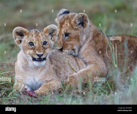 Cubs Panthera Leo Maasai Mara Wildlife Sanctuary Kenya Stock Photo