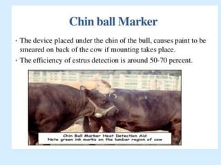 Lecture 4 Estrus Detection Dairy Cows PPT