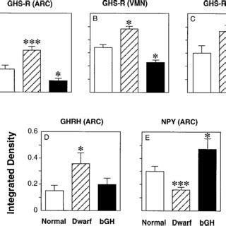 Effect Of Bovine GH BGH Treatment On GHS R NPY And GHRH Expression