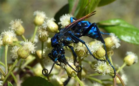 Tarantula Hawk Pepsis Sp Pompilidae Wi Flickr