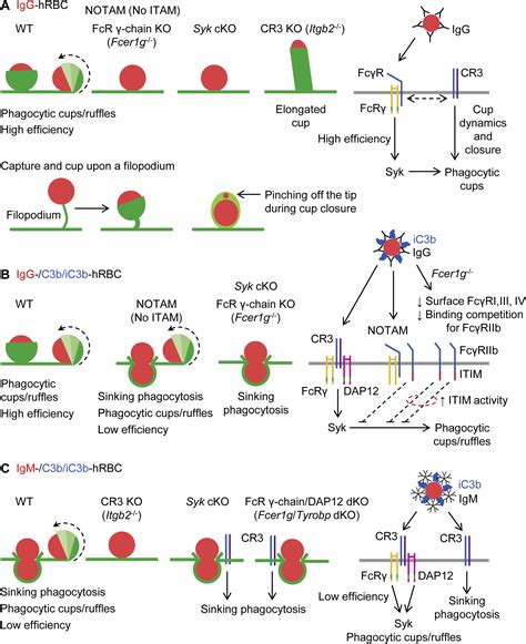 Complement Receptor Mediates Both Sinking Phagocytosis And Phagocytic