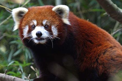 Panda rojo características hábitat alimentación reproducción