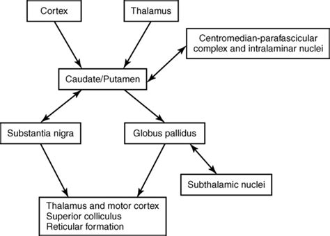 Basal ganglia disorders | Musculoskeletal Key