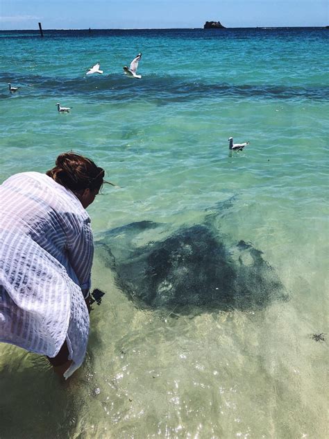 Hamelin Bay Stingrays - When and where to see the stingrays