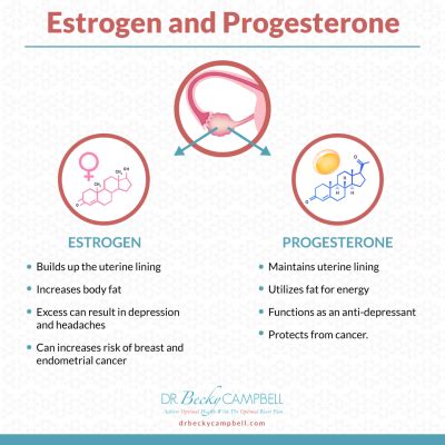 Estrogen and progesterone - Dr. Becky Campbell