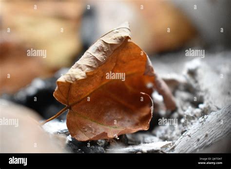 Close Up Dry Leaf Hi Res Stock Photography And Images Alamy