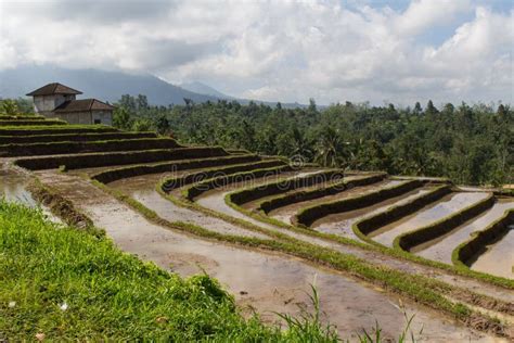 Campos Del Arroz De La Terraza En Bali Foto De Archivo Imagen De