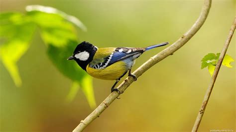 62 عدد تصویر زمینه پرنده Birds