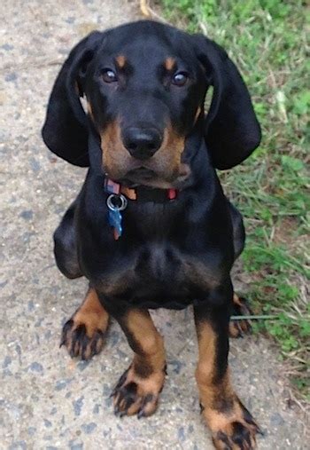 Black and Tan Coonhound Dog Breed Information and Pictures