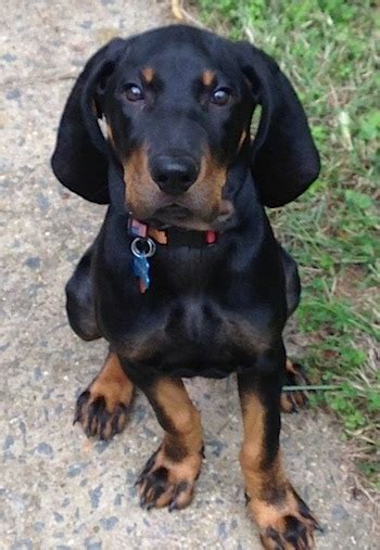 Black And Tan Coonhound Puppies