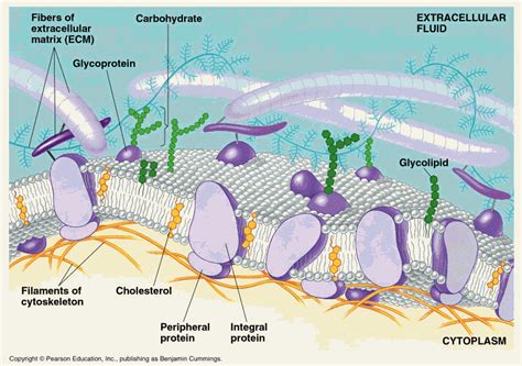 Brains for Bio!: Cell Membranes in a Fluid Mosaic Model :)