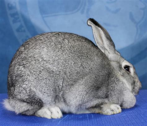 American Chinchilla Rabbit The Livestock Conservancy