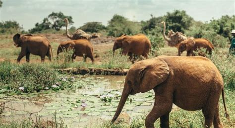 National Park in the City - Nairobi | FREETOUR.com