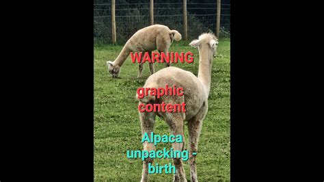 Alpaca Giving Birth To Her Cria Youtube