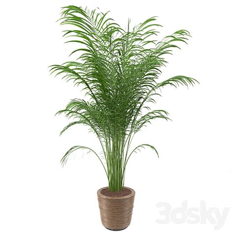 Chamaedorea Elegans Plant Set Indoor 3D Model