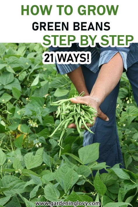 21 Best Ways How To Grow Green Beans Step By Step Guide Artofit