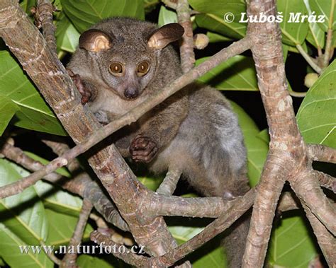 Greater Galago Photos, Greater Galago Images, Nature Wildlife Pictures ...