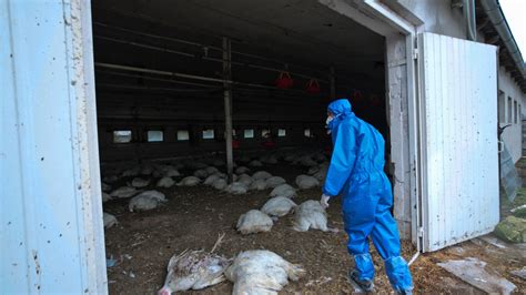 H5n8 Bird Flu Russia Records Worlds First Ever Human Infection But