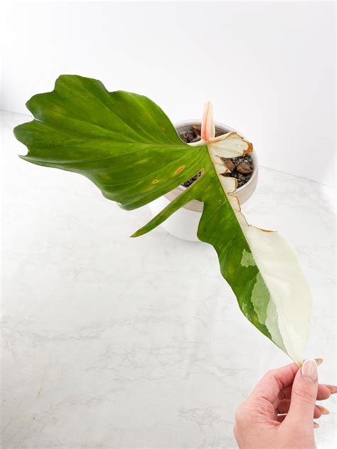 Philodendron Golden Dragon Variegated Narrow Form 1 Leaf 1 Active Bud