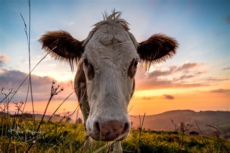 Glückliche Kühe Fotografie Klaus Hansen